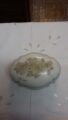 Grazioso piccolo portagioie DE LIMOGES – Vintage