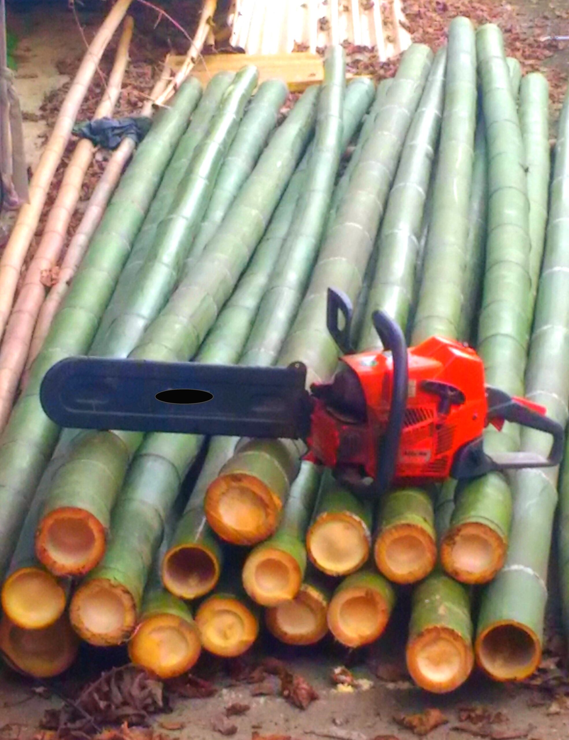Canne di bambù bambu bamboo