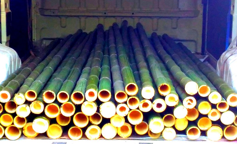Canne di bambù bambu bamboo