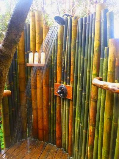 Canne di bambù bambu bamboo