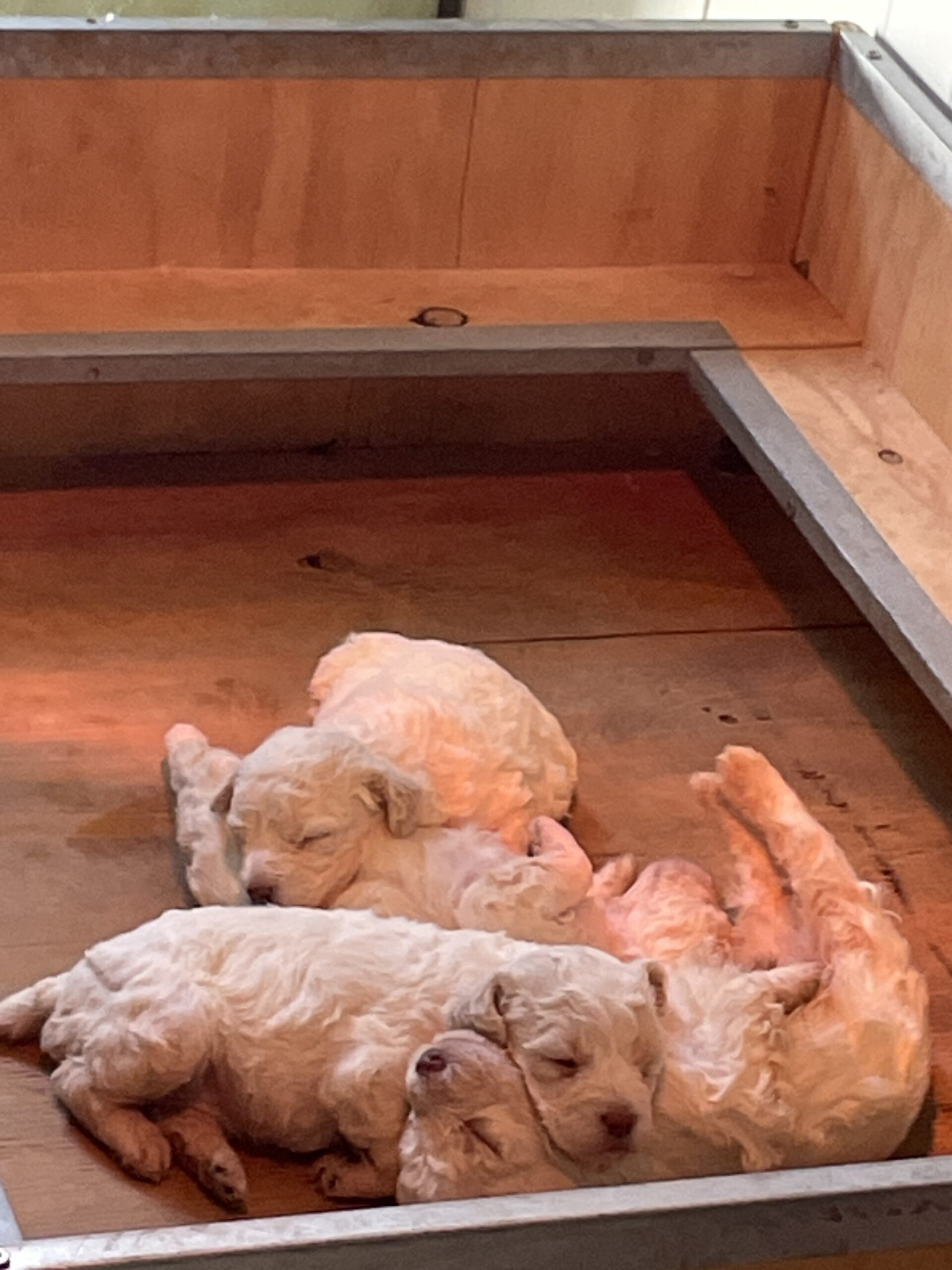 Cuccioli di Lagotto