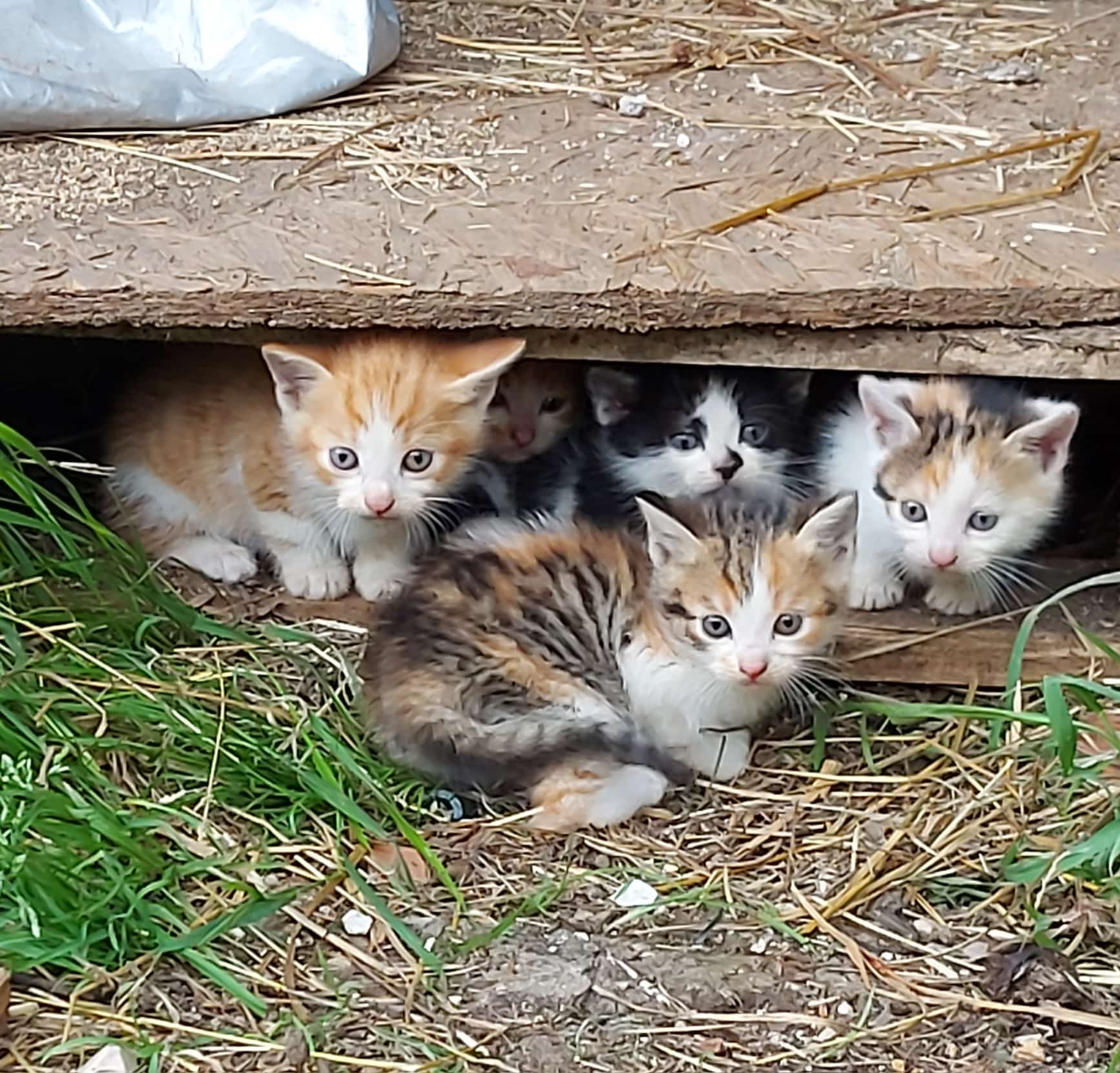 Gattini