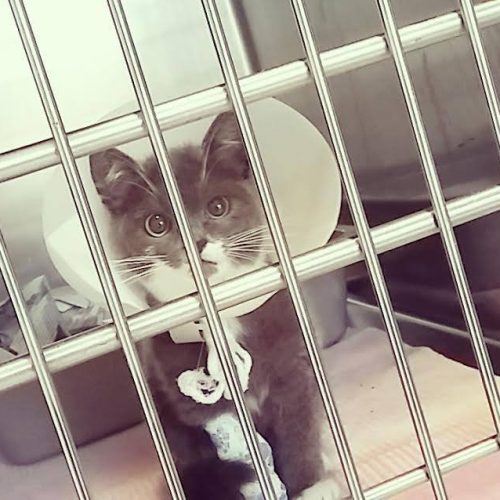 14729085_1445672975447249_4397956453664459140_n