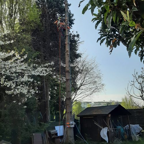 ISTANTANEE_top_tree_2