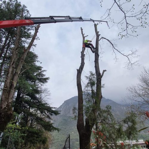 ISTANTANEE_top_tree_3