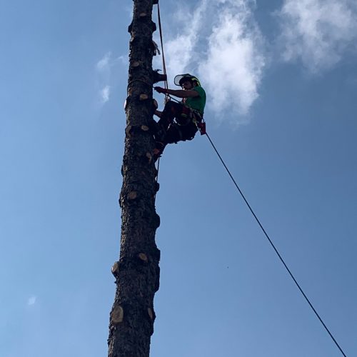 ISTANTANEE_top_tree_4